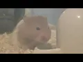 A Very Thirsty Hamster