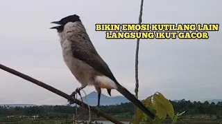 Download Suara Burung KUTILANG GACOR Menekan Lawan || Kutilang Liar Auto Emosi dan Menghajar Pikat MP3