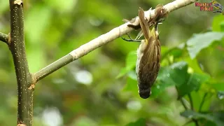  pikat burcil dapat burung sirtu trucukan nya lepas semua