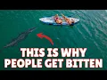 Alligator Attacks in Florida Should You Be Worried
