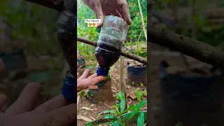 plant cultivation using plastic bottles