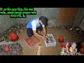 Download Lagu এক দিন থেকে নিয়ে,,ডিম পারা পর্যন্ত,,আমরা এভাবে কোয়েল পাখি পালন করি,,🐦