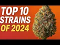 Top 10 Strains of 2024
