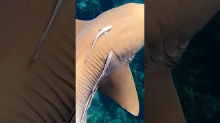 What happened here?! #fishing #bahamas #shark #spearfishing