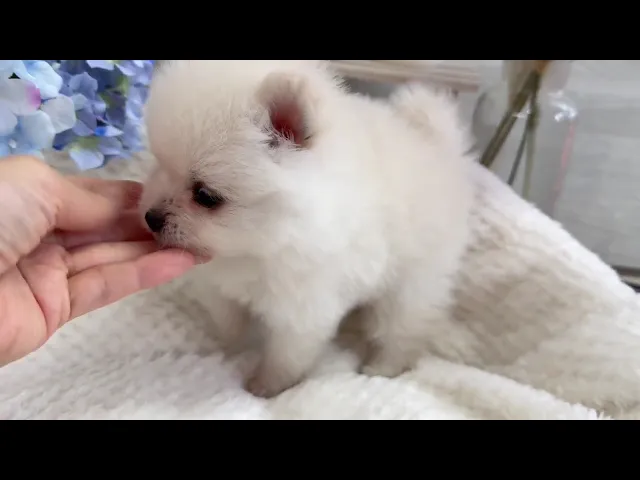 動画