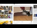 Animal Control on Facebook