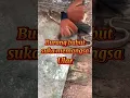 Download Lagu Burung bubut suka berburu dan memangsa ular ‼️