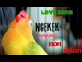 Download Lagu masteran burung lovebird ngekek panjang ngetik jernih #lovebirds #lovebirdngekekpanjang  #lovebird