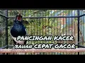 Lagu MP3 kacer bahan susah bunyi terpancing langsung gacor