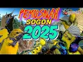 Download Lagu mp3 suara pikat sogon terbaru 2025
