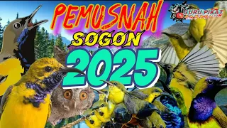 mp3 suara pikat sogon terbaru 2025