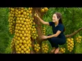 Download Lagu Harvesting Red Langsat Growing on Tree Trunk | Making Red Langsat Mousse Cake – SOLD OUT at Market