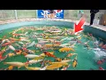 Download Lagu Can I Pick the Most Expensive Koi Fish in Japan?