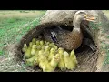Download Lagu Amazing! 50 Ducklings Hatching From Eggs _ Found Duck Nest Hatching a Lot Of Baby Ducks