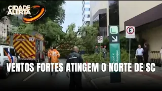 Temporal atinge SC de surpresa e derruba árvores na capital