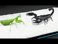 Download Lagu WHAT IF THE MANTIS SEES SCORPION