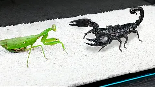 WHAT IF THE MANTIS SEES SCORPION 