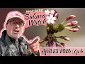 Sakura Watch April 23 2026 - Ep 6