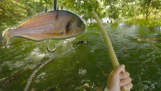TRAILER : FISHING with just a BAMBOO and a BIG BAIT to catch BIG  CATFISH on topwater !!! #fishing