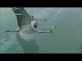 The cinematic Orchestra Arrival of the Birds HD