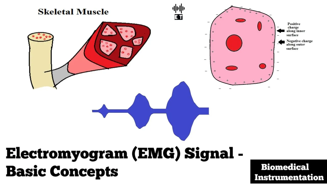 Electromyogram (EMG) Signal | Basic Concepts | Biomedical Instrumentation