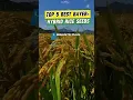 TOP 5 BESTE BAYER HYBRIDE RIJSTZADEN | #bayer #landbouw #landbouw #biganteplus #rijst