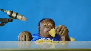 Mega Monkey Memes Part 1 