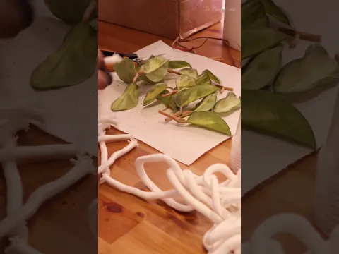 Hoya Unboxing & Propagation #thegreenearth #plants #hoya