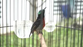 pancingan konin gacor untuk burung bahan melatih buka paruh dan ngobra
