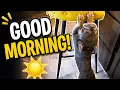 Good Morning