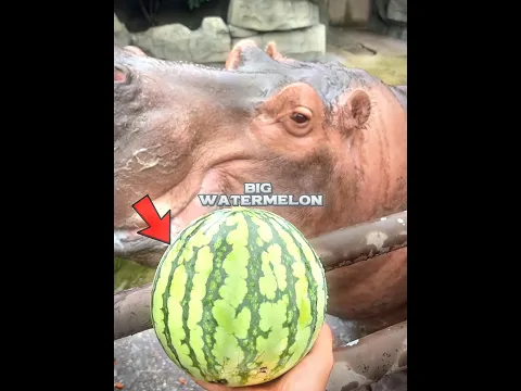 The hippo became sad.🦛😭/#shorts #ytshorts #youtubeshorts