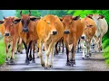 Download Lagu Video puluhan sapi lembu jinak bergerombolan memulai perjalanan panjang menuju ke ladang, Sapi jinak