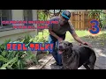Unveiling the Energetic Fusion German Shepherd Pitbull Mix