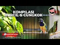 Download Lagu Masteran Cucak Cungkok Gacor Kombinasi Korlap Konslet dan Konin Necret Sangat Cocok Untuk Murai Batu