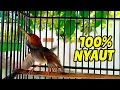 Prenjak Kepala Merah CARI LAWAN TARUNG, Prenajk apapun bakal langsung NARUNG Gacor !!!
