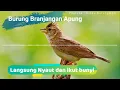 Download Lagu Pancingan suara burung Branjangan Apung | Kicau Burung Mp3