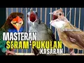 Download Lagu MASTERAN KAPAS TEMBAK!! GACOR MBESET MENJERIT BIKIN LAWAN KEDERRR