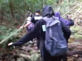 Download Lagu Royal Belum Rainforest Jungle trekking experience