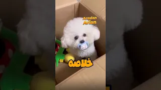 توله سگ پشمالو اخمالو 