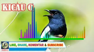 Download 100% Jernih Suara Pancingan Burung Kacer Gacor Ngobra Bongkar Isian MP3 | Kicau Q MP3