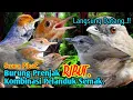 Download Lagu SUARA PIKAT,‼️ BURUNG PRENJAK RIBUT KOMBINASI PELANDUK SEMAK. AUTO LANGSUNG DATANG..