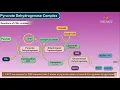Pyruvate Dehydrogenase Complex