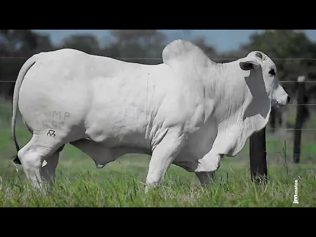 Garrote Nelore GLMP - 1692