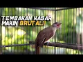 Download Lagu Masteran Kapas Tembak: Bikin Nembak Kasar \u0026 Gacor Total!