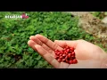 Download Lagu Manfaat BIJI SAGA yang Unik | Taman Buah Mekarsari | #VLOGMEKARSARI