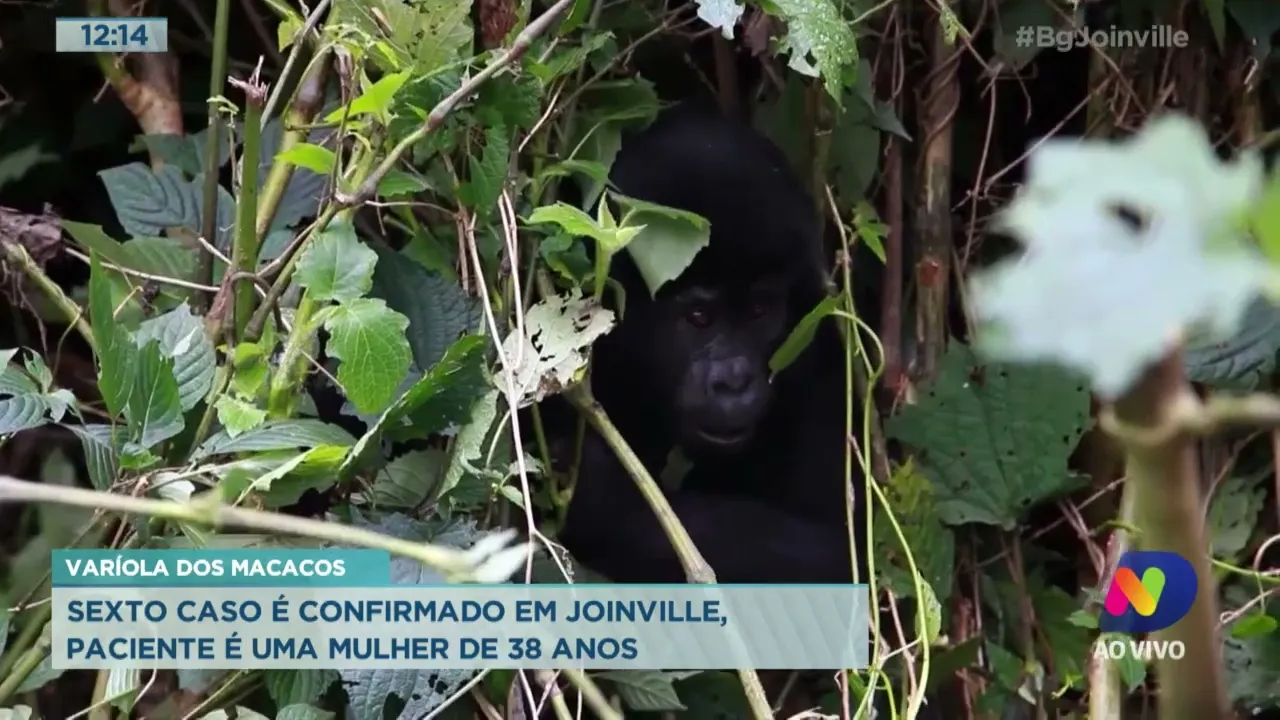 Varíola dos macacos: sexto caso é confirmado em Joinville, paciente é uma mulher de 38 anos