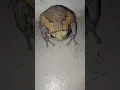 Download Lagu nandito nanaman cya 😲 #viral #trending #amazing #shortvideo #animals #palaka