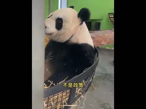 我敢說，沒人能拒絕的了大熊貓吧！ 大熊貓居然還是政治使者，阻止了英國分裂！ #大熊貓 #來這吸熊貓