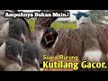 Download Lagu PUTAR SEKARANG,‼️ SUARA PIKAT BURUNG KUTILANG GACOR. AMPUH...