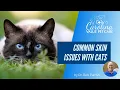 What are common skin conditions in cats and what are the treatments